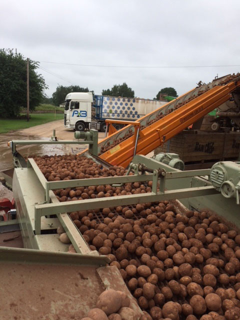 Potato Packing